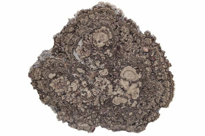 Polished, Cretaceous, Oncolite Stromatolite Fossil - Mexico #231377